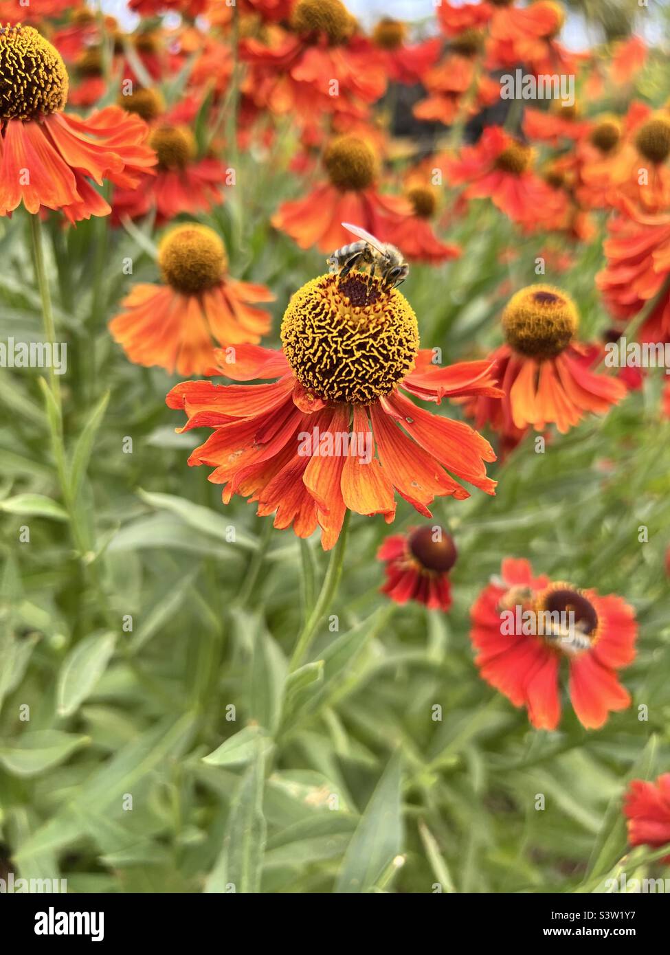 Seitenansicht einer Biene auf roter und oranger Blume - Smartphone-aufgenommenes Stockfoto