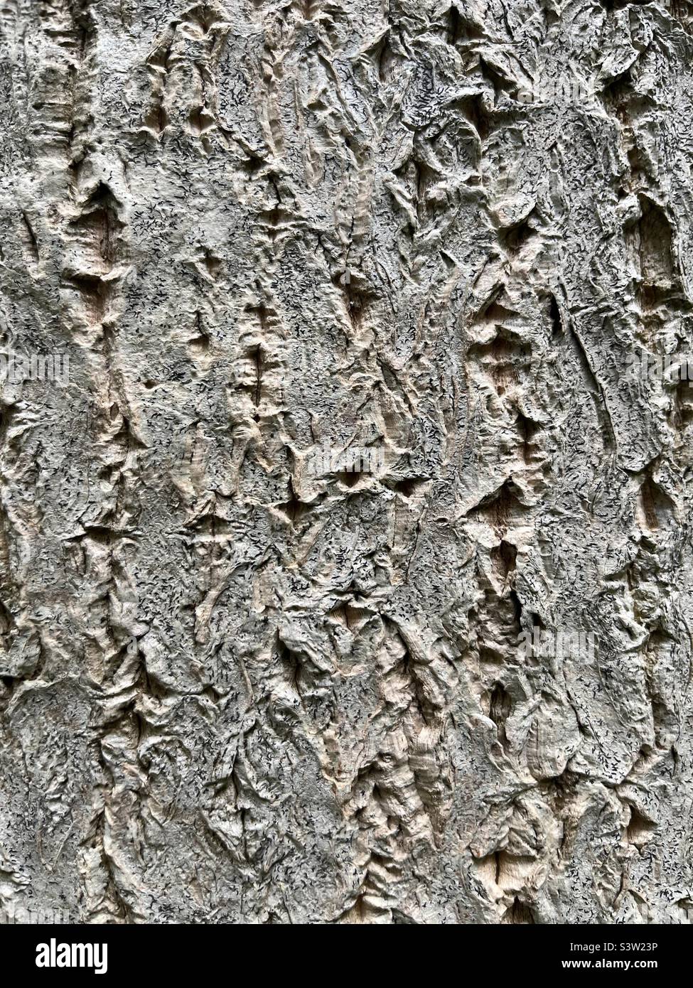Nahaufnahme von rauer grauer Baumrinde - Smartphone-aufgenommenes Stockfoto