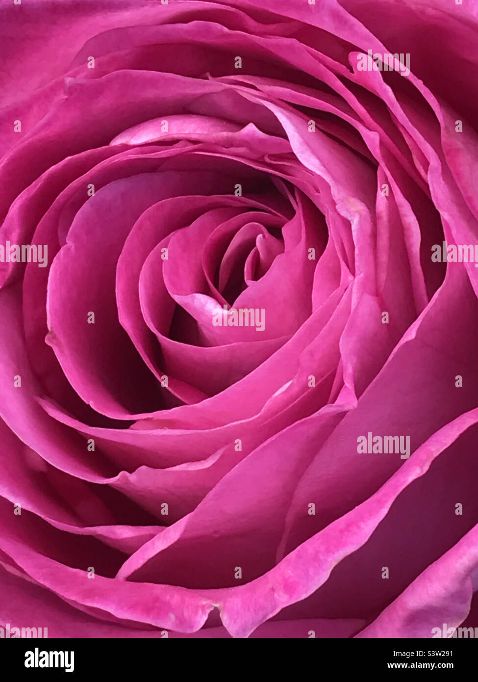 Violette Rose. Ansicht schließen. - Smartphone-aufgenommenes Stockfoto