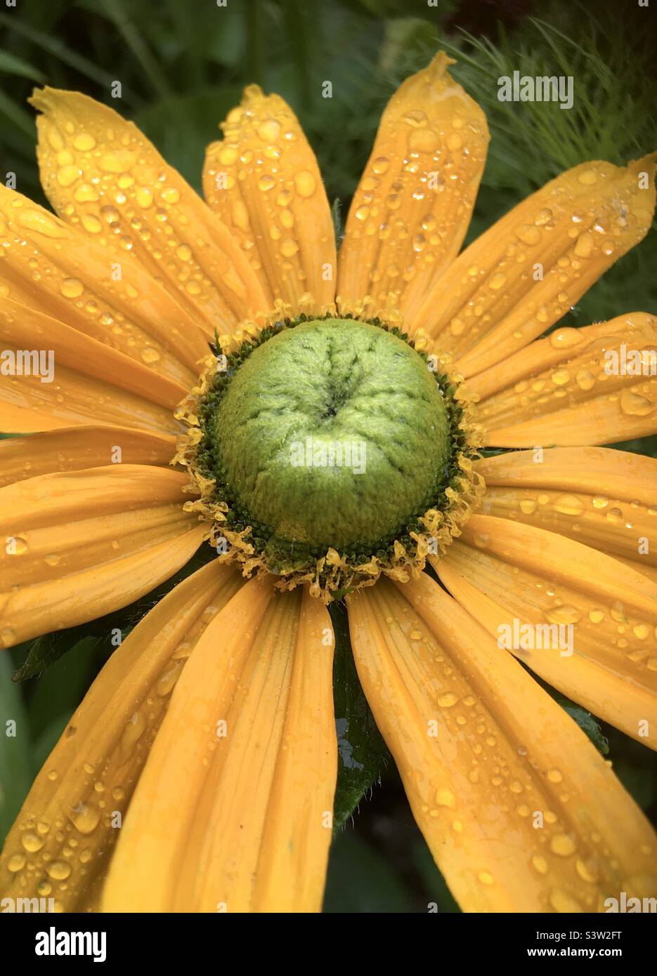 Golden, gelb, Blume, grün, Design, Freude, Garten, Stil - Smartphone-aufgenommenes Stockfoto
