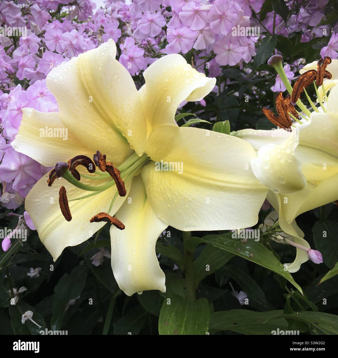 Lila, gelb, Blume, grün, Design, Freude, Garten, style , Natur, Schönheit , Lilien - Smartphone-aufgenommenes Stockfoto