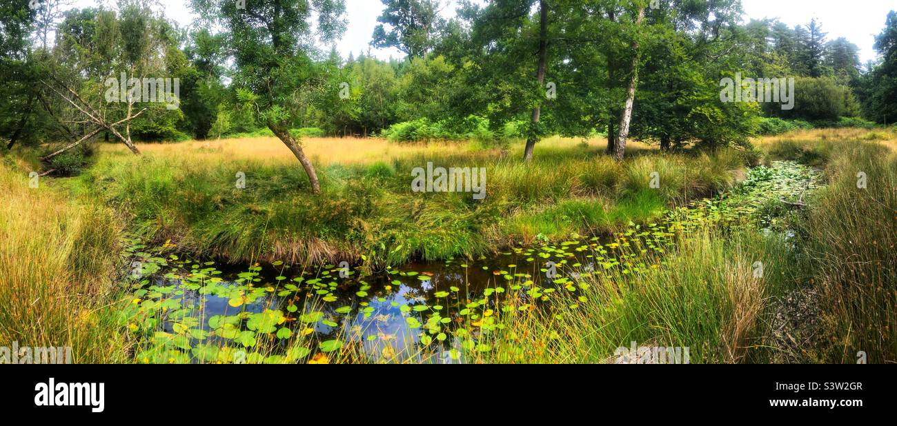 Blackwater Stream im New Forest National Park, Brockenhurst, Hampshire, Großbritannien Stockfoto
