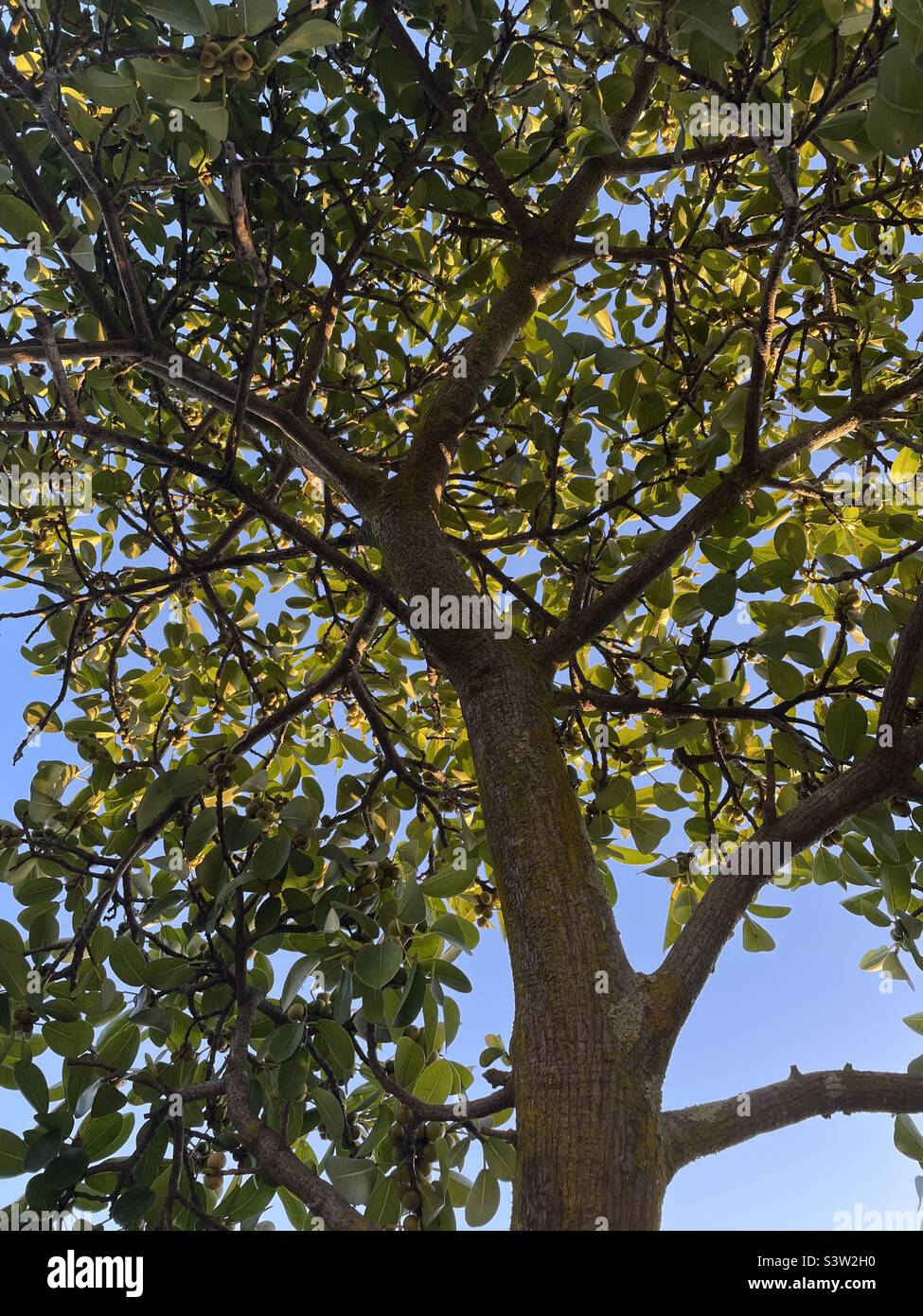 Immer grüner Baum Stockfoto