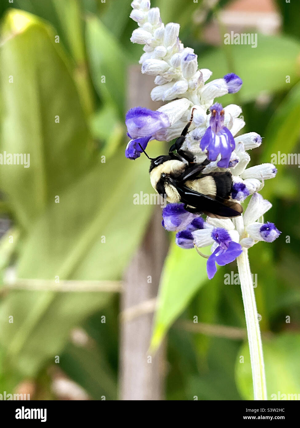 Hummel schläft auf einer Salvia-Blüte. Stockfoto