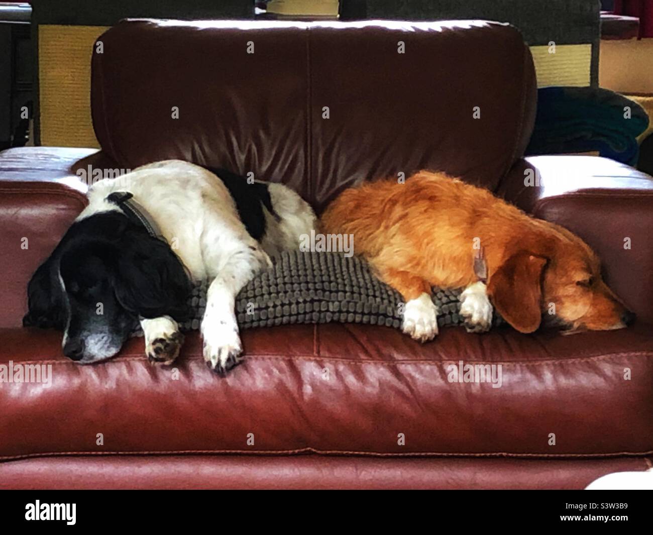 Zwei Hunde schlafen auf einem Ledersessel Stockfoto