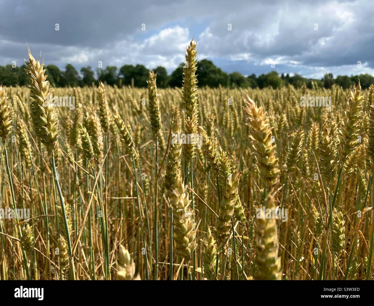 Weizenfeld mit wolkenverhangendem Himmel in Smaland im Sommer, Schweden - Smartphone-aufgenommenes Stockfoto