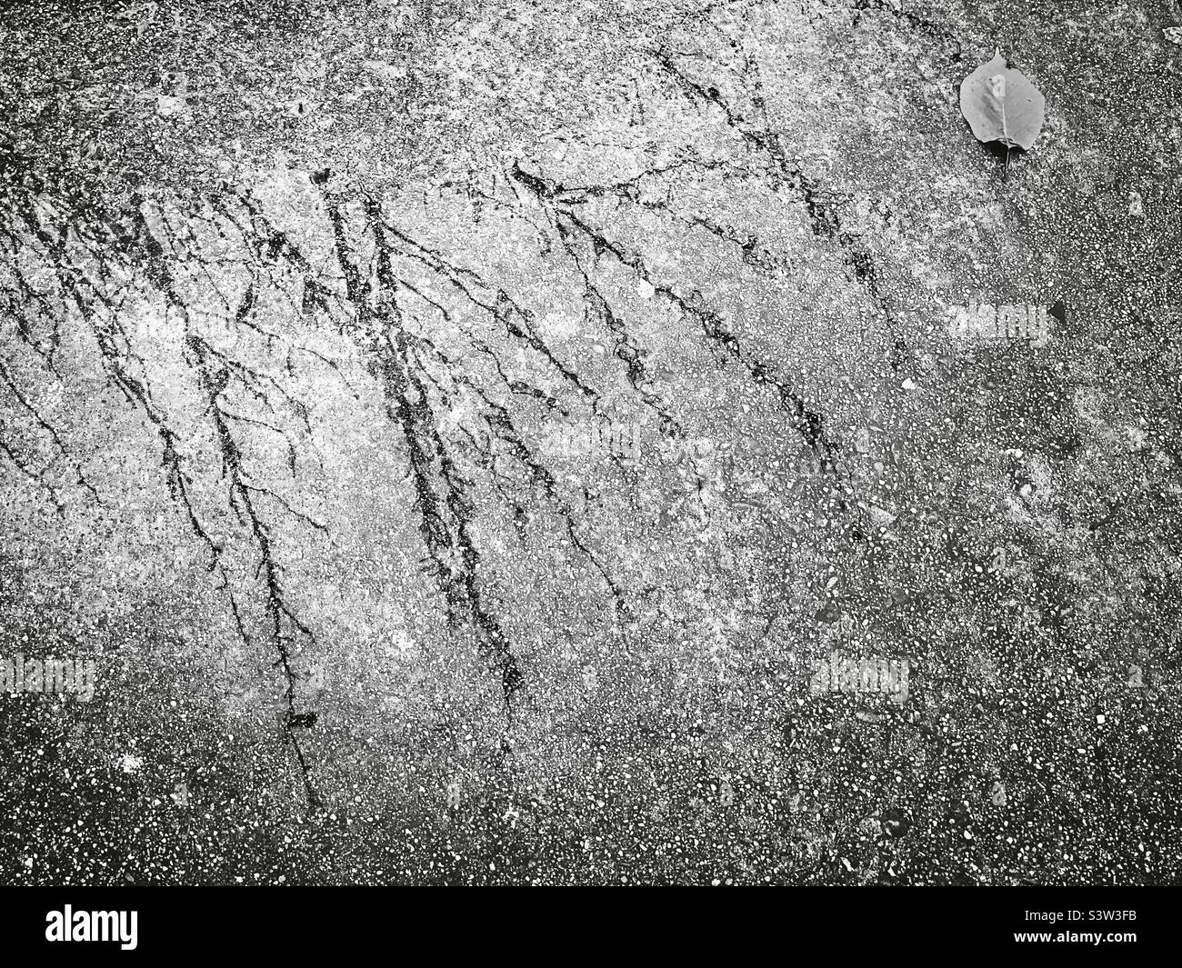 Der Regen auf dem Boden reflektiert den Schatten des Baumes auf der mittleren Oberseite des Fotos. Der Herbsturlaub fällt auf den Boden in der rechten Ecke des Fotos in schwarz-weiß. Stockfoto