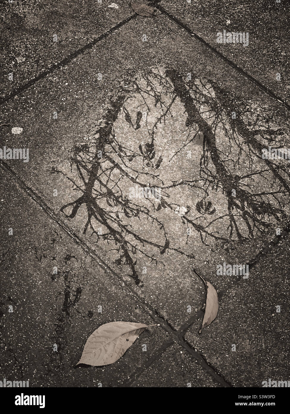 Der Regen auf dem Boden reflektiert den Schatten des Baumes auf der mittleren Oberseite des Fotos. Die Herbstblätter fallen in brauner Farbe auf den Boden in der Mitte des Fotos. Stockfoto