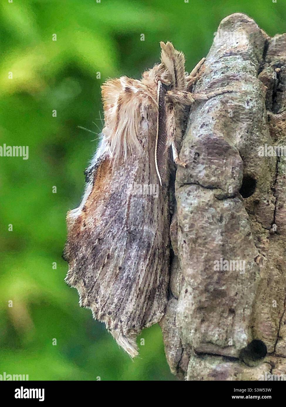 Blasse, prominente Motte (Pterostoma palpina) - Smartphone-aufgenommenes Stockfoto
