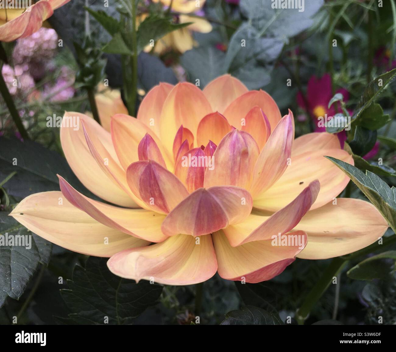 Lotus, Dalia, Pfirsich, rosa, orange, Grün, Natur , Schönheit, Frieden, Freude, Garten, Blume - Smartphone-aufgenommenes Stockfoto