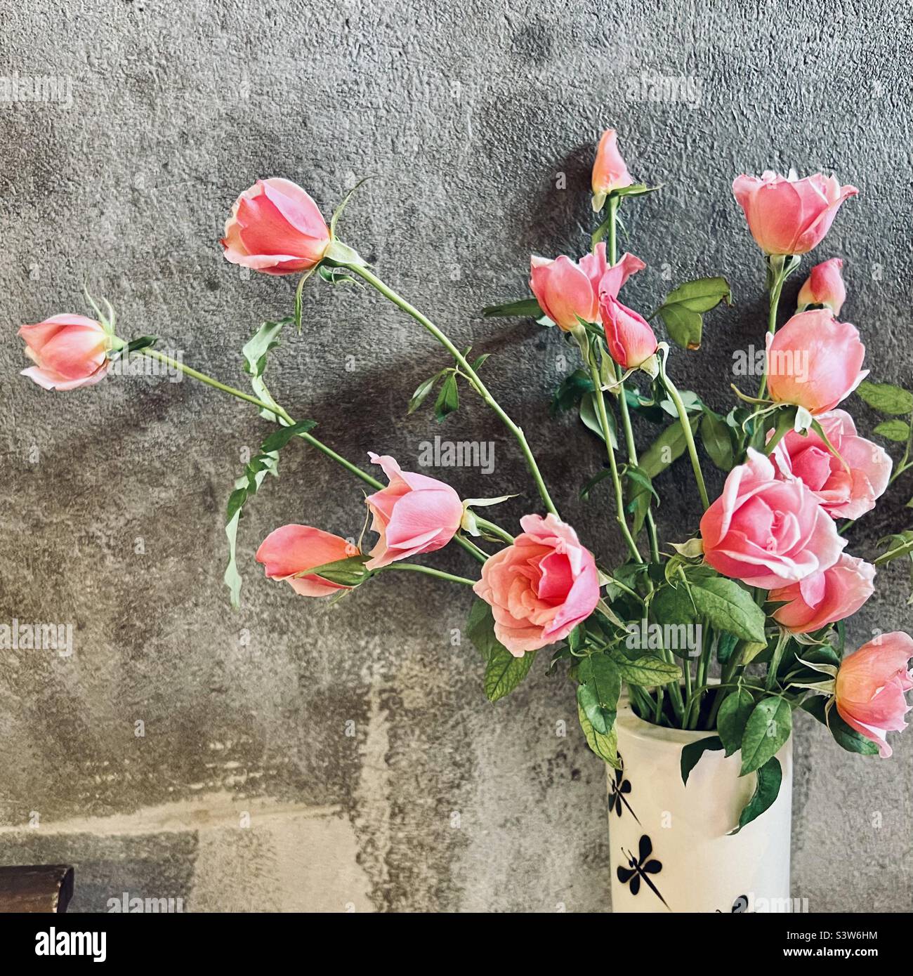 Rosafarbene Rosen an einer strukturierten grauen Wand Stockfoto
