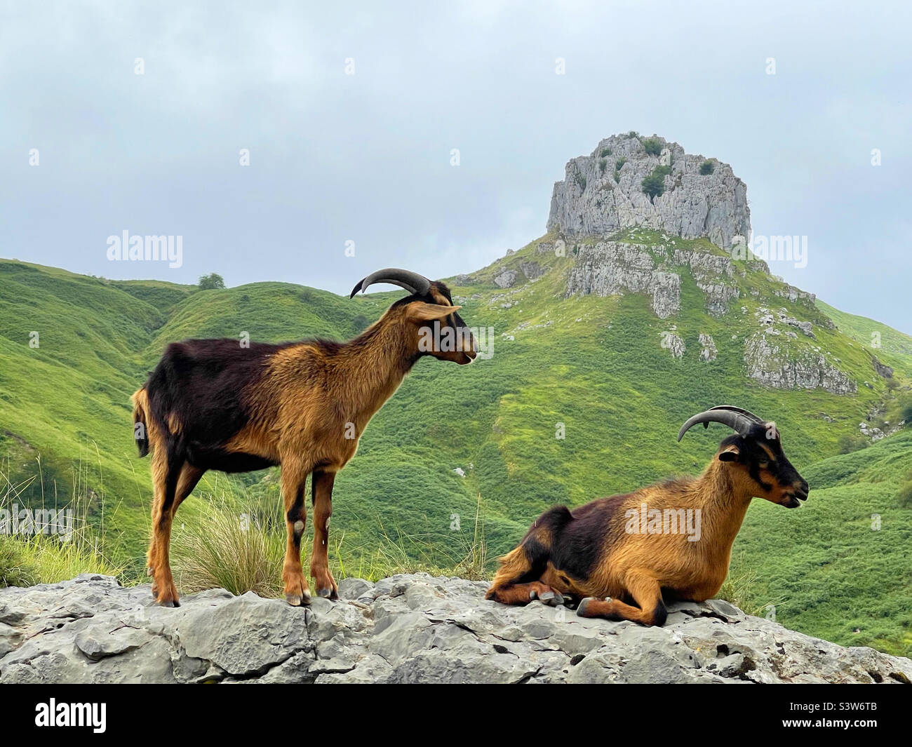 Zwei Ziegen im Berg. Naturschutzgebiet Collados del Aso, Kantabrien, Spanien. - Smartphone-aufgenommenes Stockfoto