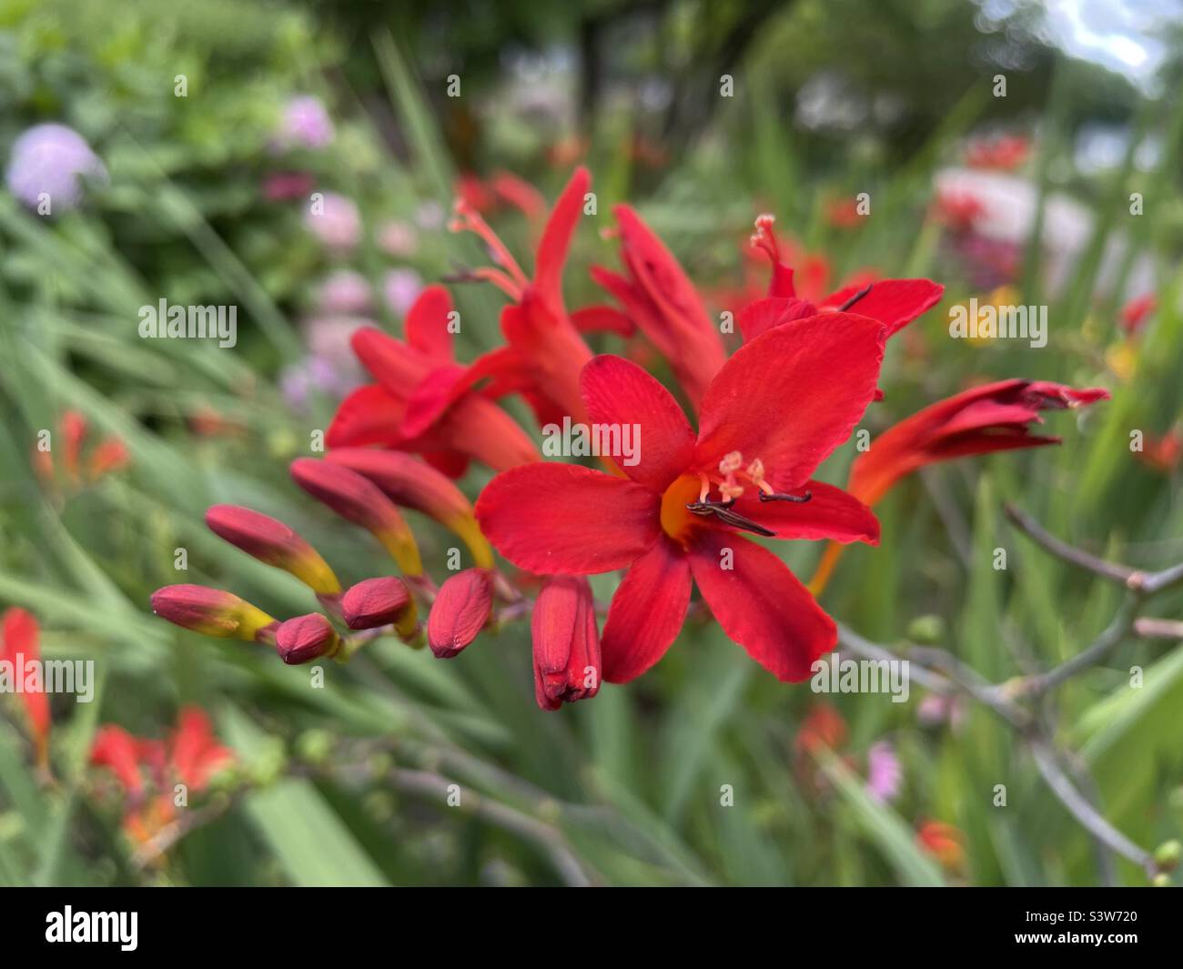 Gartenblumen Stockfoto