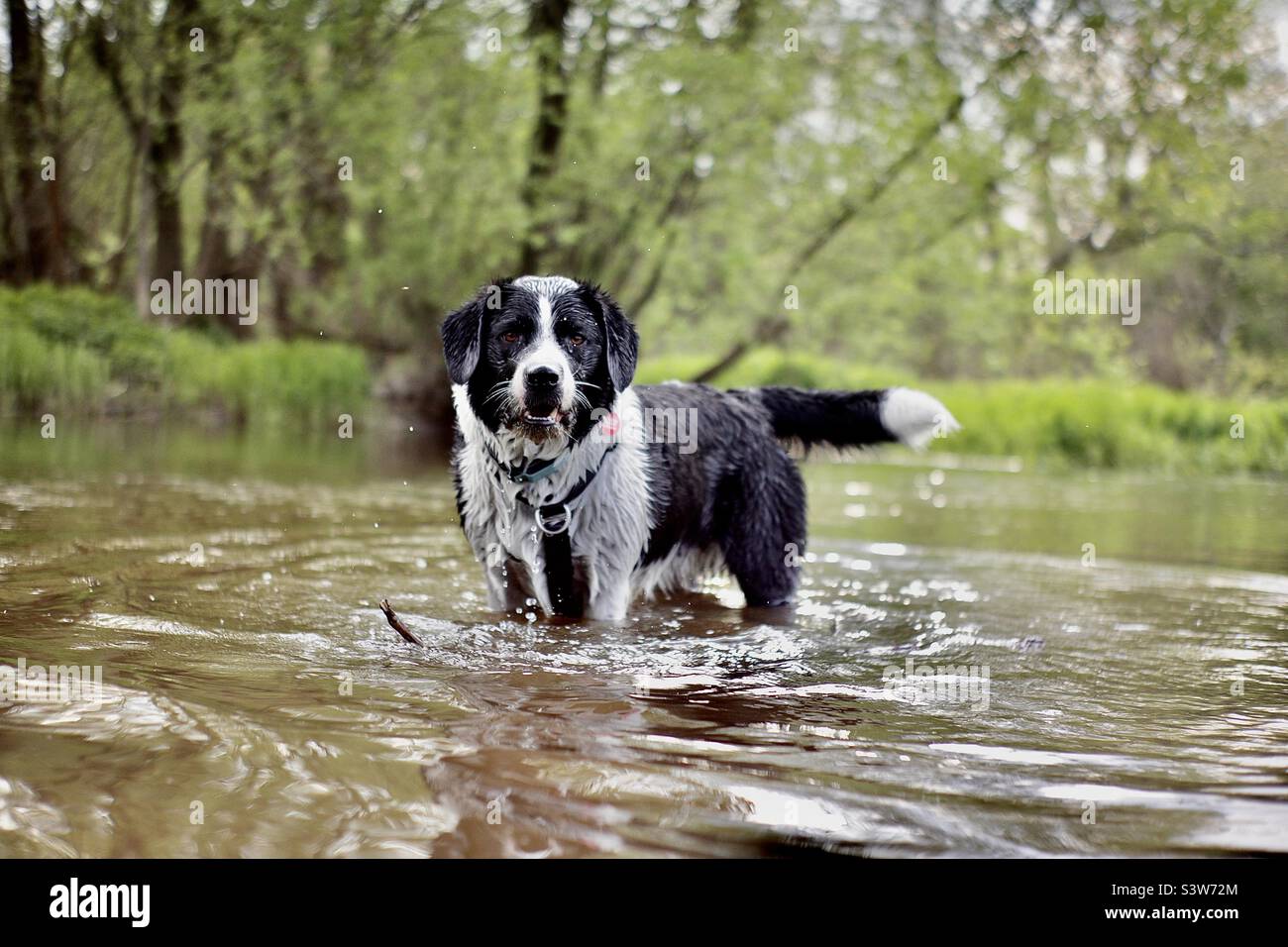 Border Collie labrador Borador Labcolie Mix in Fluss nass Hund glücklich Freund beste Freund meine Liebe Stockfoto