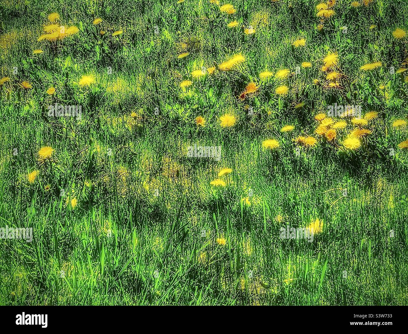 Wohnhof scheint fast mehr ein Dandelionenfeld als ein Rasen, aber sorgt für einen interessanten saisonalen und natürlichen abstrakten Hintergrund. Stockfoto