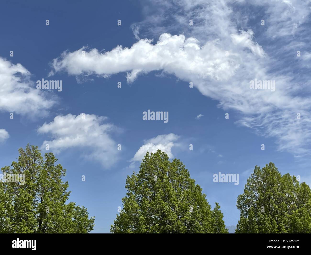 Der Himmel im Frühling über Utah, USA. Eines der vielen schönen Gesichter, die Mutter Natur trägt. Hier reichen drei Frühlingsbäume nach oben zu blauem Himmel mit wispigen Wolkenformationen. Stockfoto