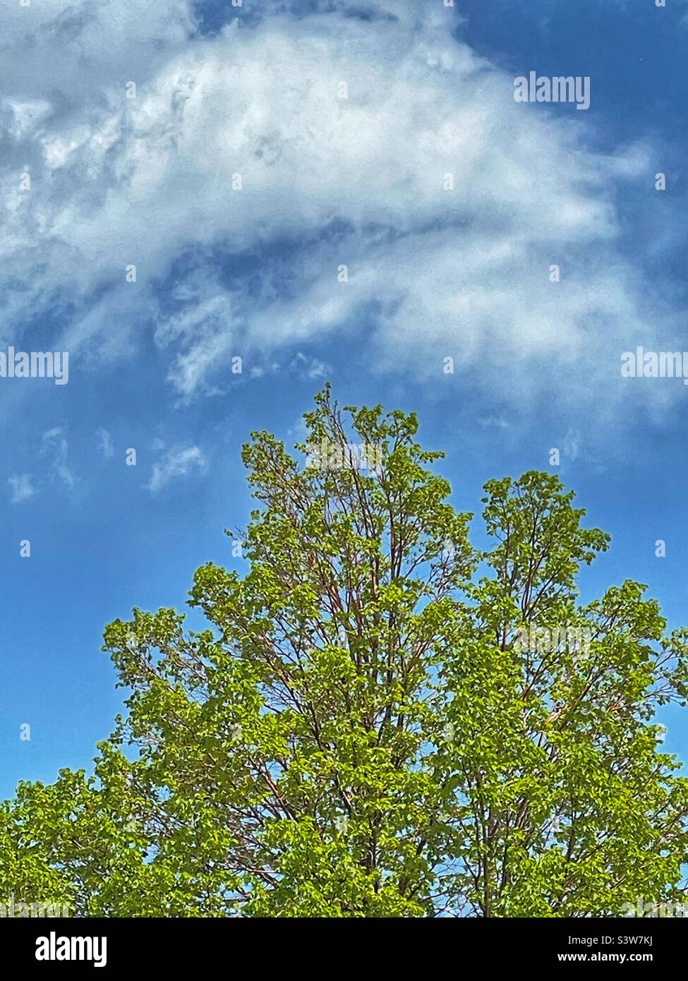 Der Himmel im Frühling über Utah, USA. Eines der vielen schönen Gesichter, die Mutter Natur trägt. Hier reicht ein Frühlingsbaum nach oben bis an den blauen Himmel mit wispigen Wolkenformationen. - Smartphone-aufgenommenes Stockfoto
