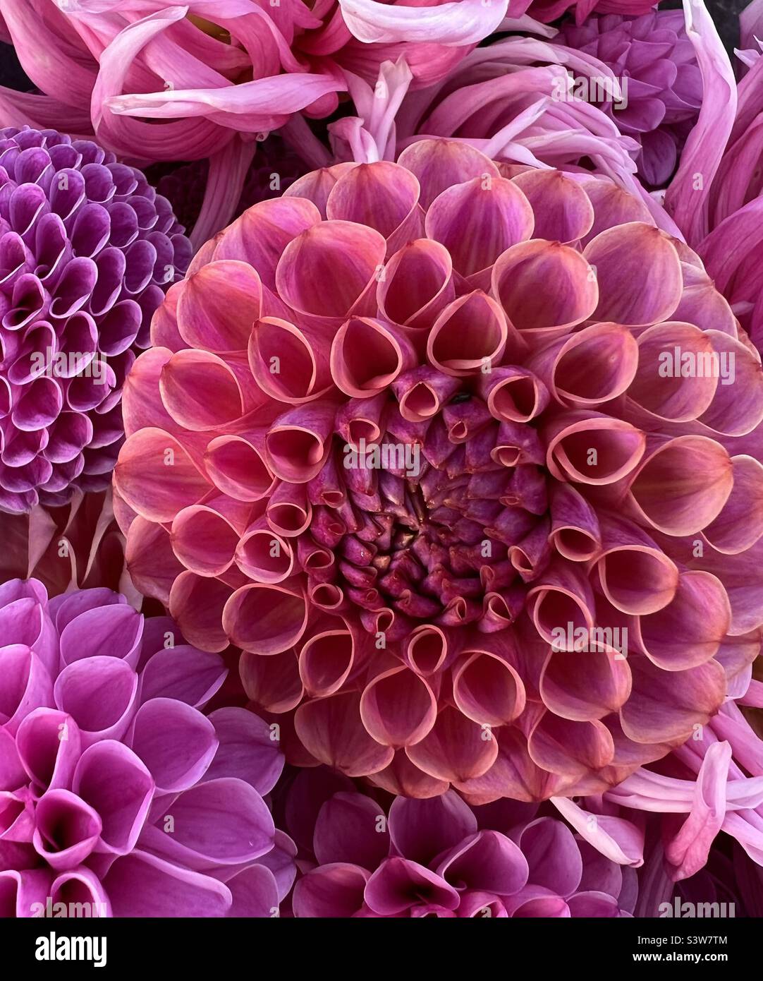 Rosa Sommer Dahlia - Smartphone-aufgenommenes Stockfoto