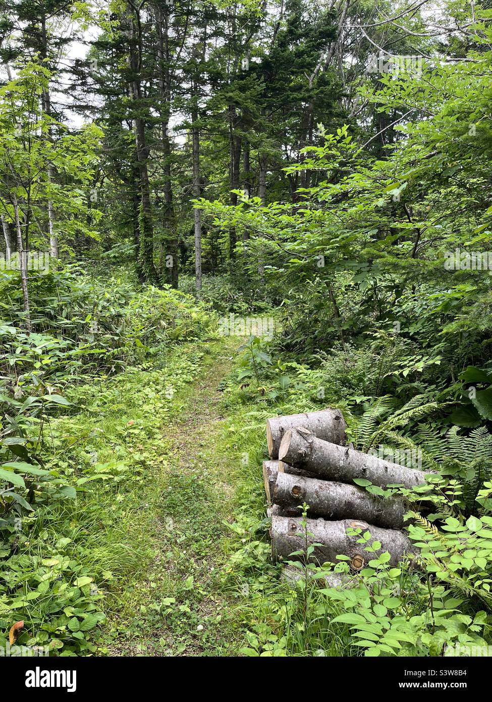 Protokolle durch einen Waldweg - Smartphone-aufgenommenes Stockfoto