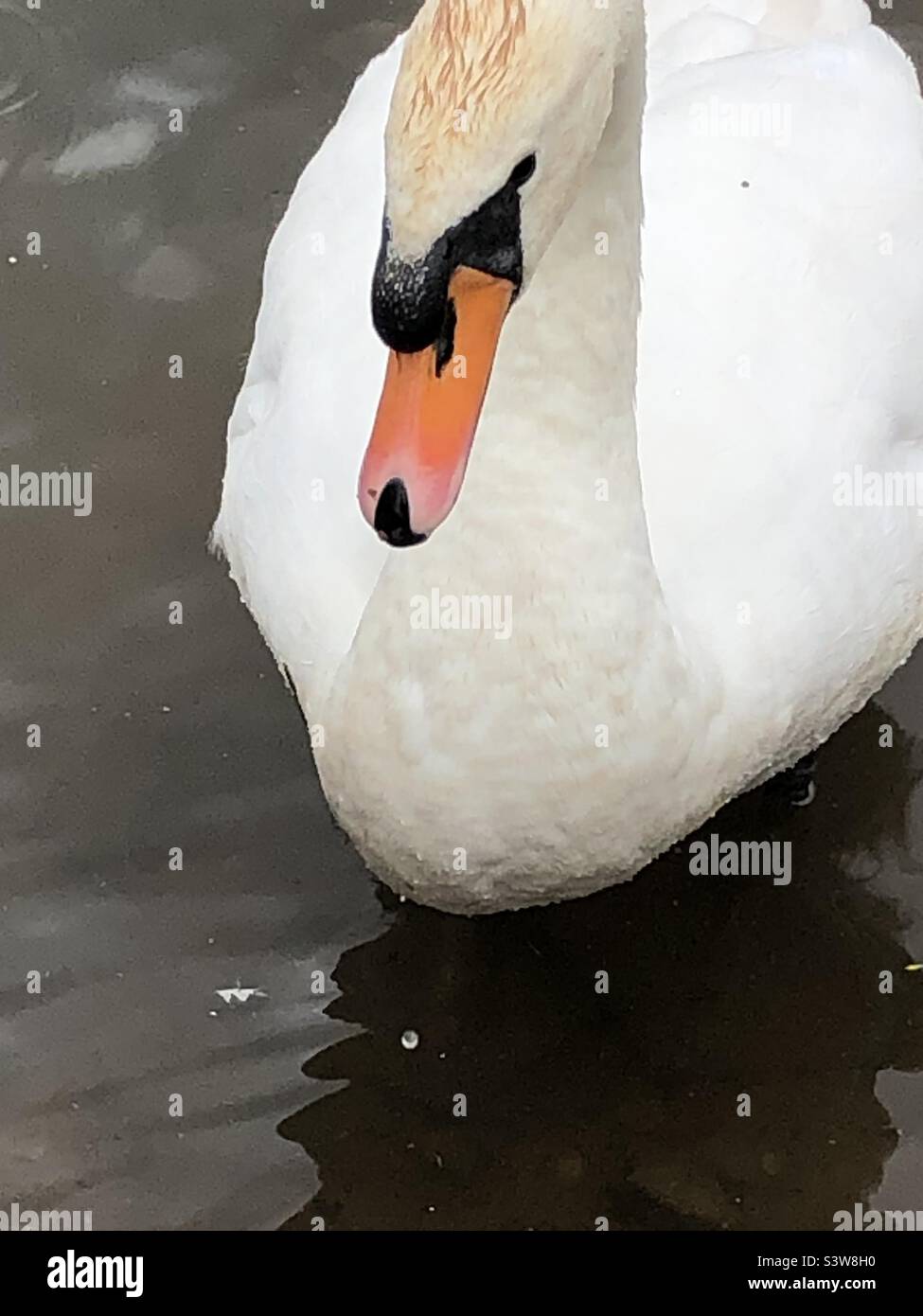 Ein schöner Schwan Stockfoto Ein schöner Schwan Stockfoto