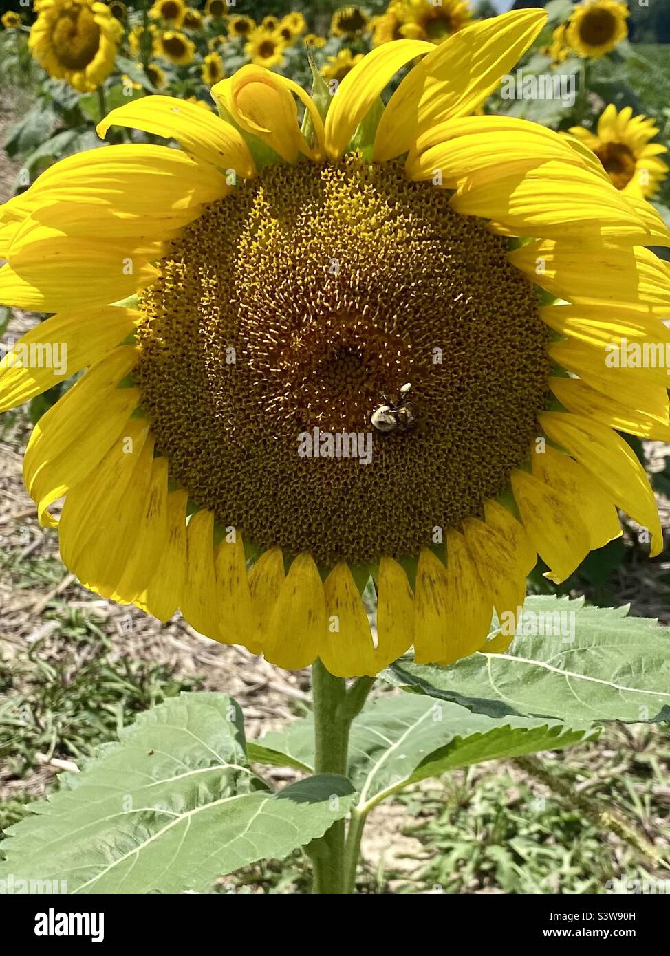 Biene auf Sonnenblume im Feld Stockfoto