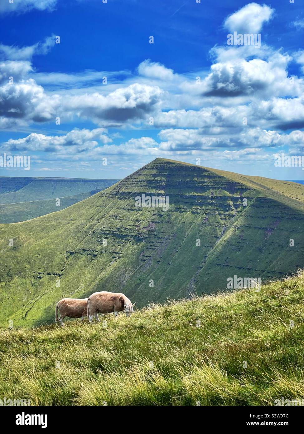 Schafe weiden in den Brecon Beacons, August, mit Cribyn Berg dahinter. Stockfoto