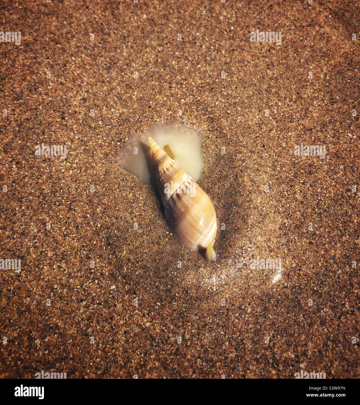 Bullia Digitalis (Meeresschnecke), die sich im Meersand eingräbt Stockfoto