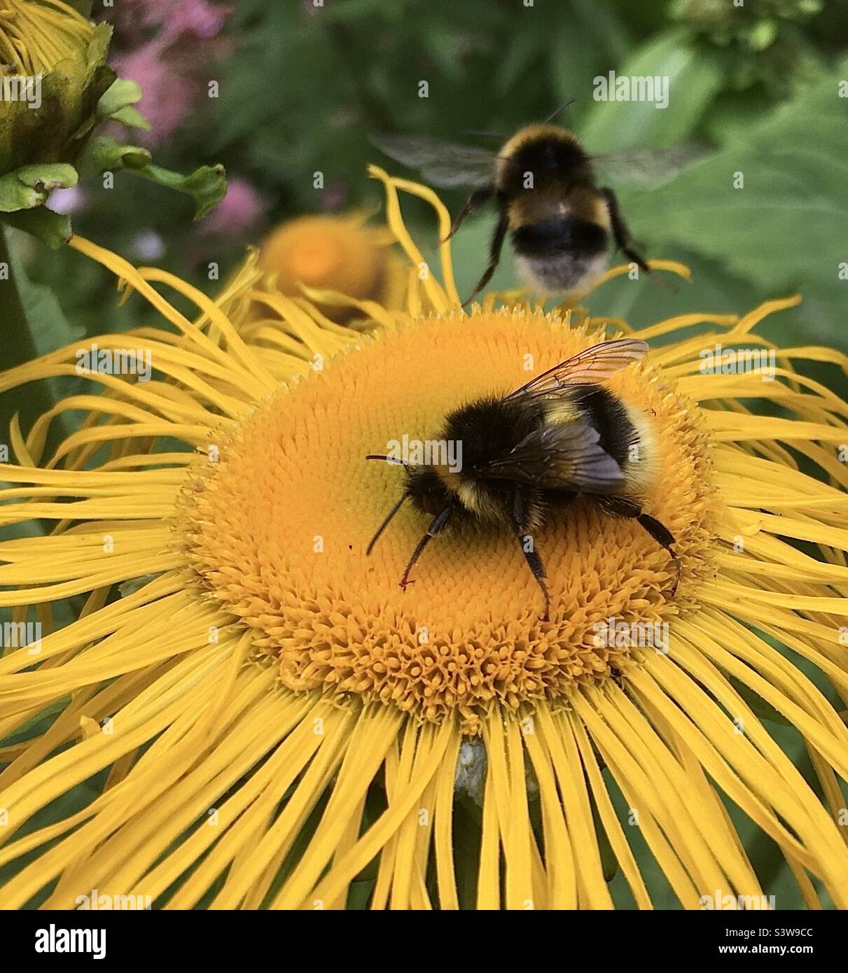 Blumen, lebhaft, bunt, gelb, golden, Rosa, grün, Freude, Schönheit, Natur, Sonnenbiene, Bienen, Flug, Flügel, fliegende Biene, Stockfoto