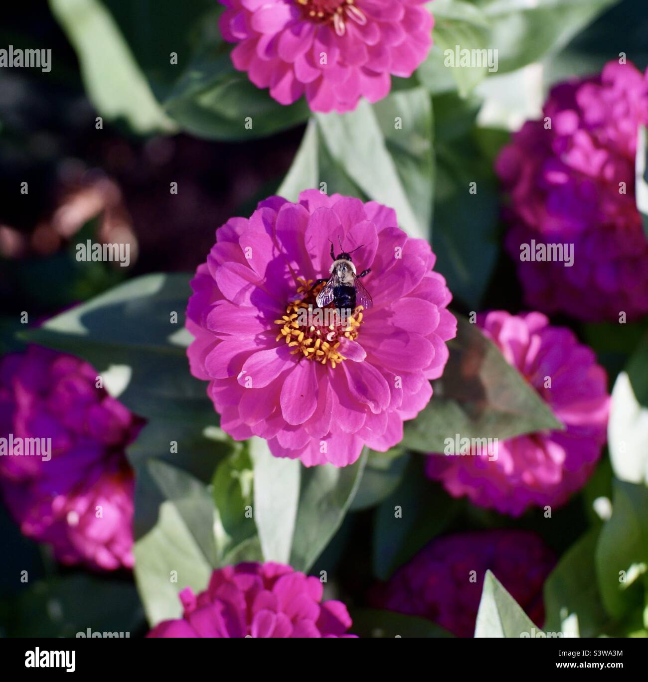 Eine Bumblebee auf der Suche nach Nektar auf einer eleganten Zinnia in der frühen Morgensonne. Stockfoto