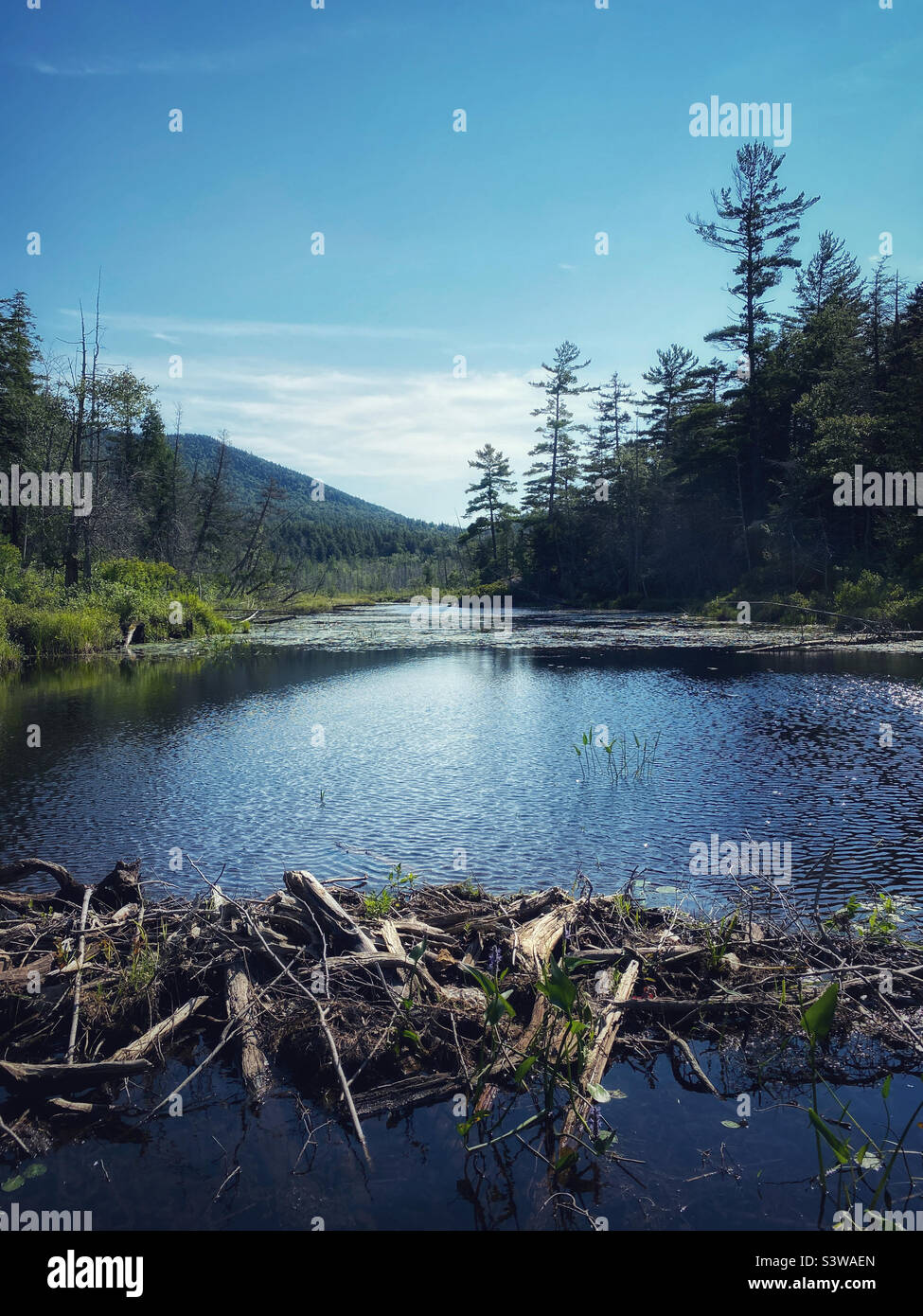 Beaver-Staudamm an einem Bach in den Adirondack-Bergen des Staates New York Stockfoto