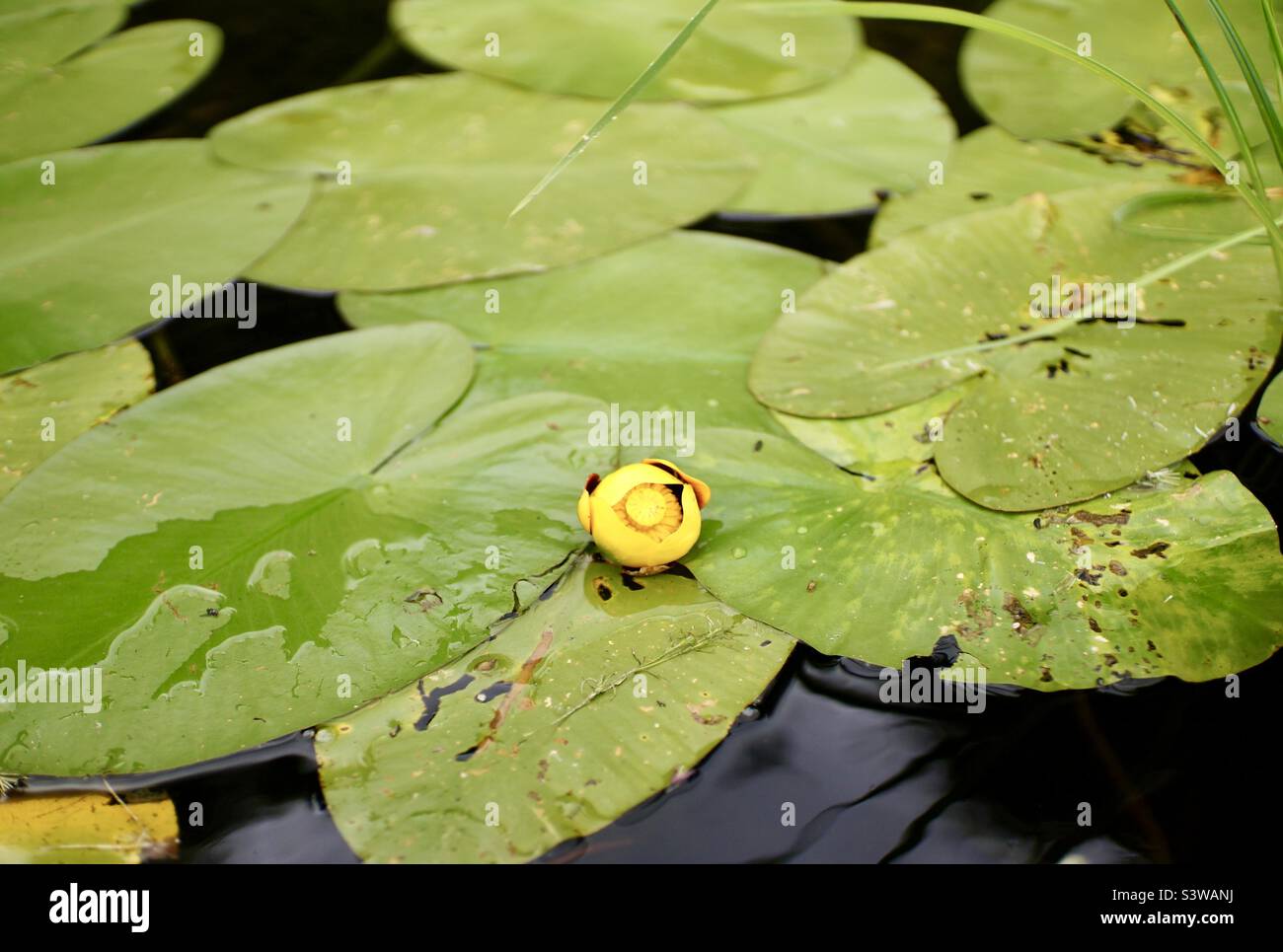 Diese gelbe Teichlilie scheint auf diesen Lilienpads zu schweben. Stockfoto