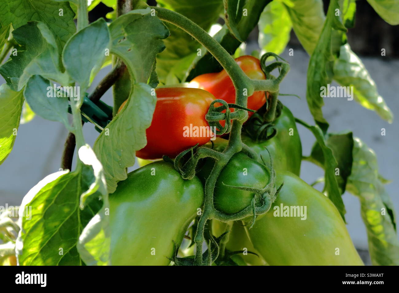 Frische Tomaten aus Omas Garten Stockfoto