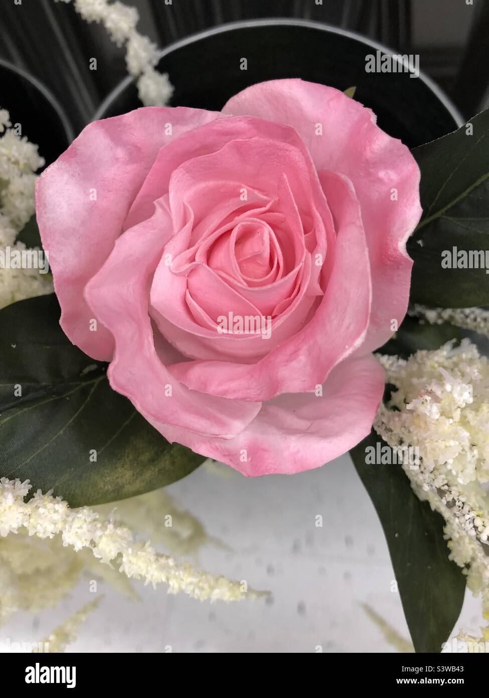 Eine rosa Rose. Stockfoto
