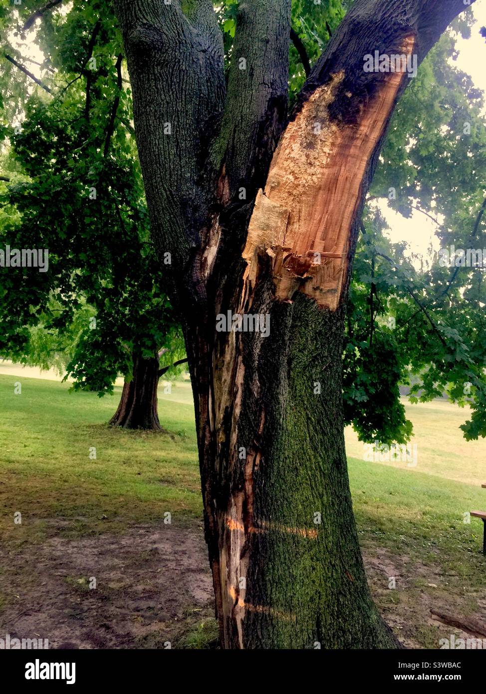 Reifer Baum, der durch Sturm beschädigt wurde und in einem Stadtpark in Ontario, Kanada, zum Abschlag gebracht wurde. Stockfoto