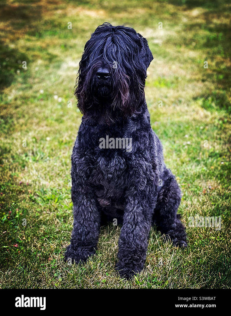 Ein sitzender schwarzer russischer Terrier-Hund. - Smartphone-aufgenommenes Stockfoto