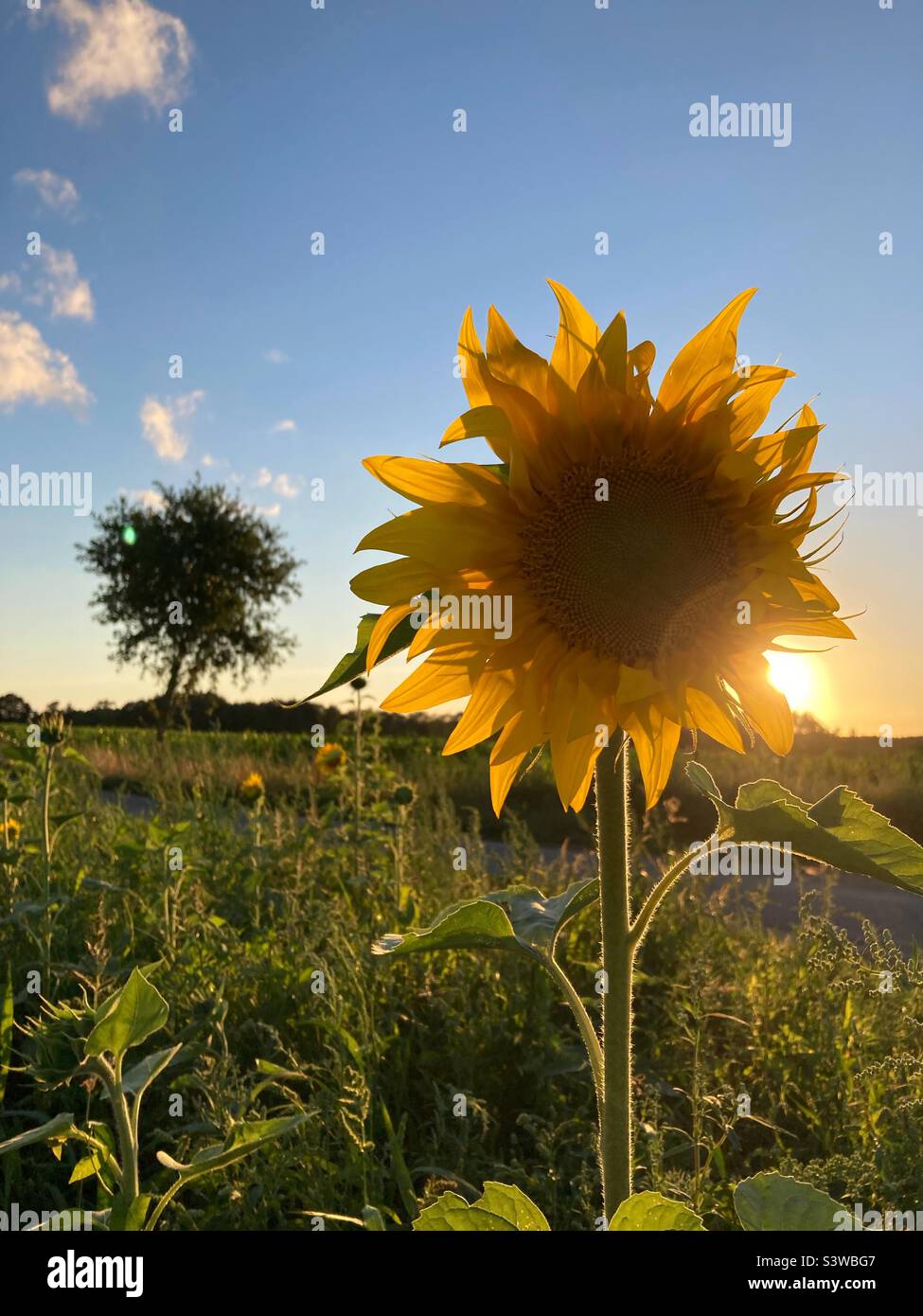 Eine Sonnenblume auf einem Feld an einem Spätsommerabend mit einem Baum im Hintergrund Stockfoto