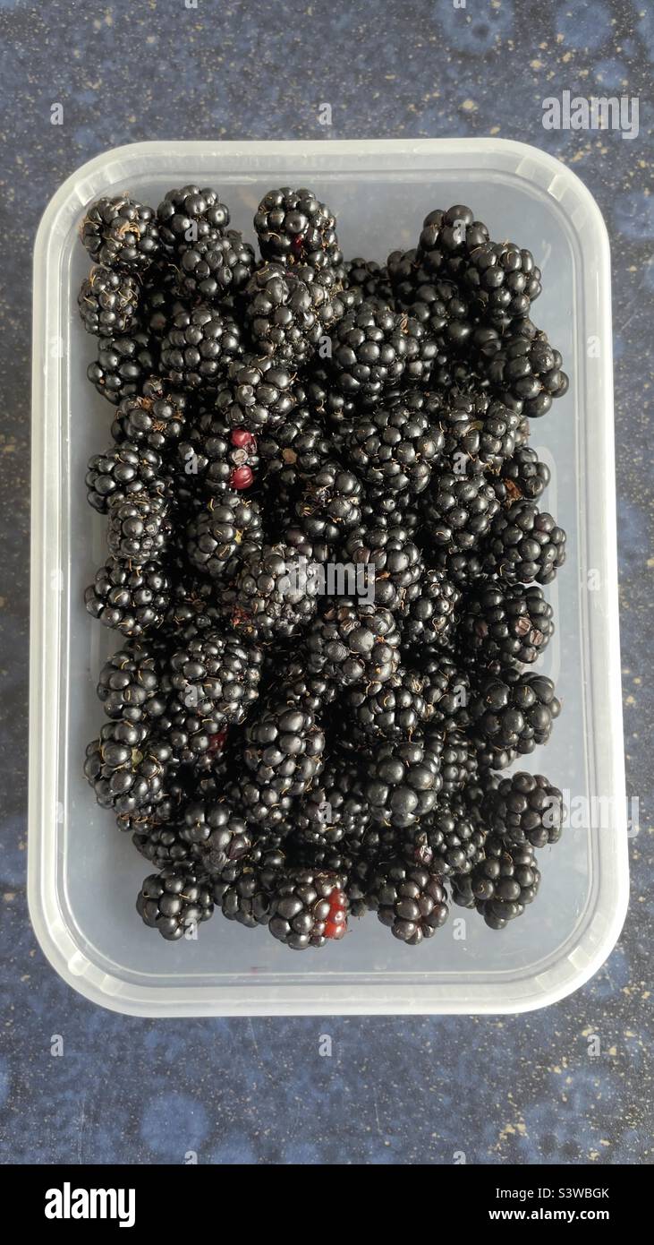 Frische Brombeeren in Kunststoffschale Stockfoto