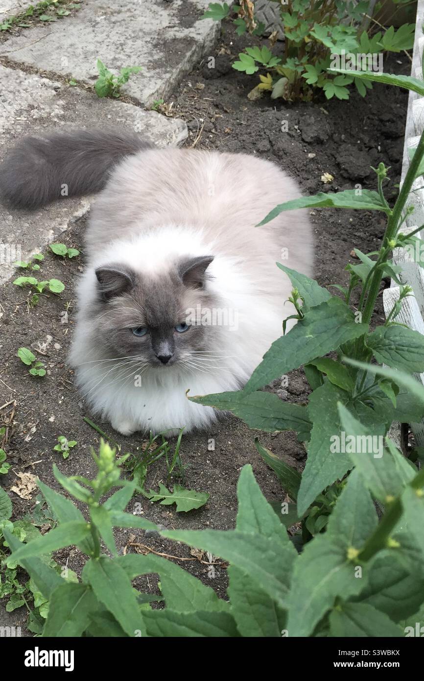 Ragdoll Katze im Garten Stockfoto