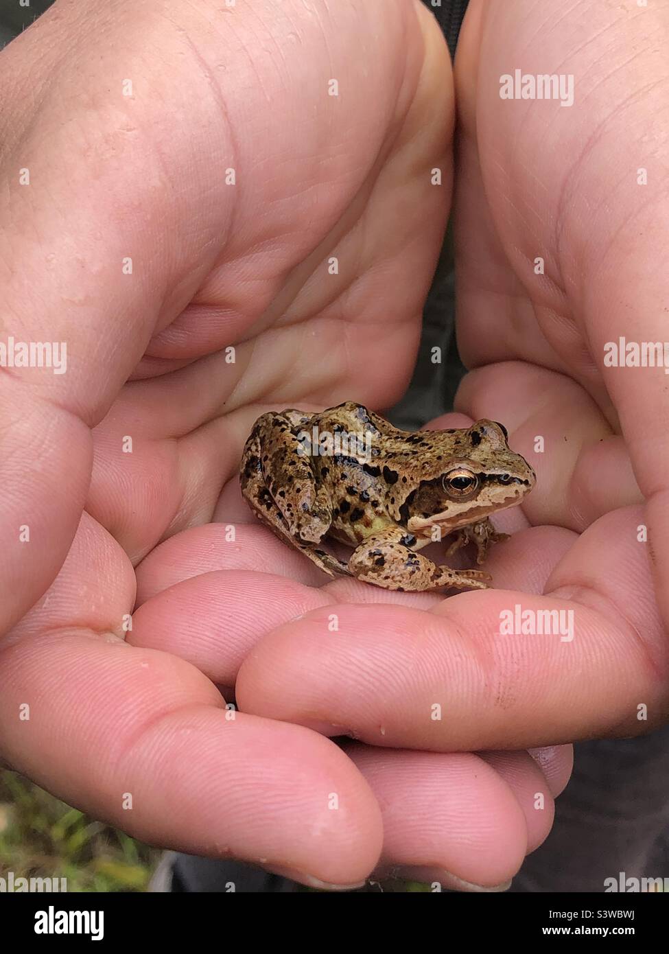 Gewöhnlicher Frosch in den Händen geschmeichelt - Smartphone-aufgenommenes Stockfoto