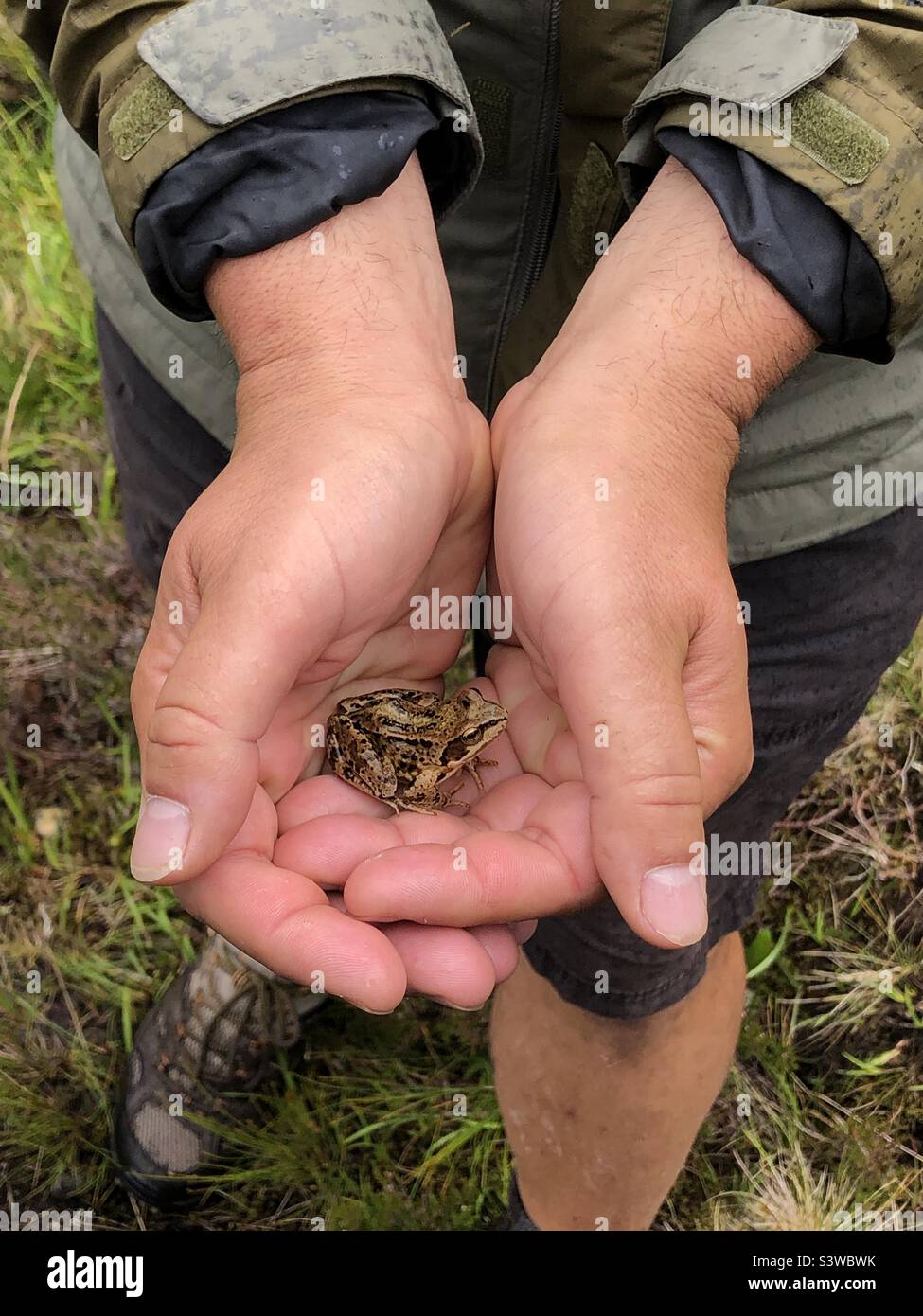 Gewöhnlicher Frosch in den Händen geschmeichelt - Smartphone-aufgenommenes Stockfoto