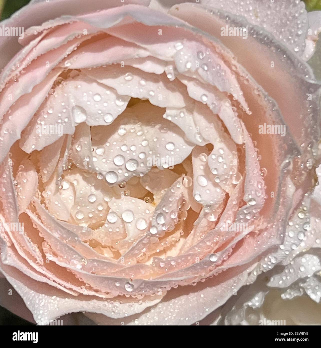 Die Tropfen der Feuchtigkeit auf die blassrosa Rose Stockfoto