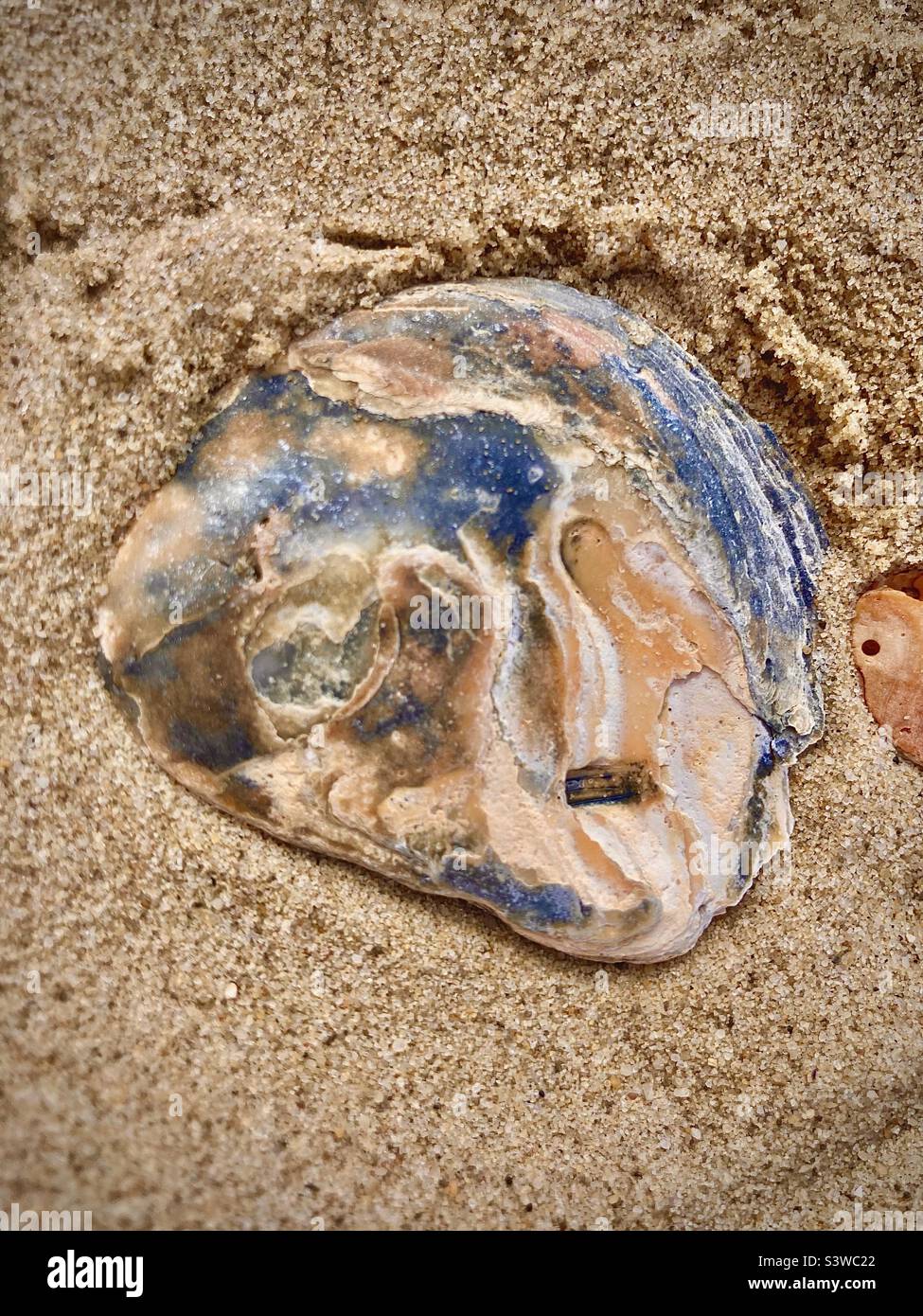 Schöne Farben in Muschel auf dem Sand Stockfoto