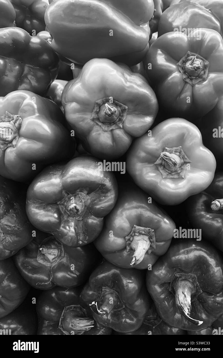 Viele frische Paprika in schwarz-weiß einfarbig. Stockfoto