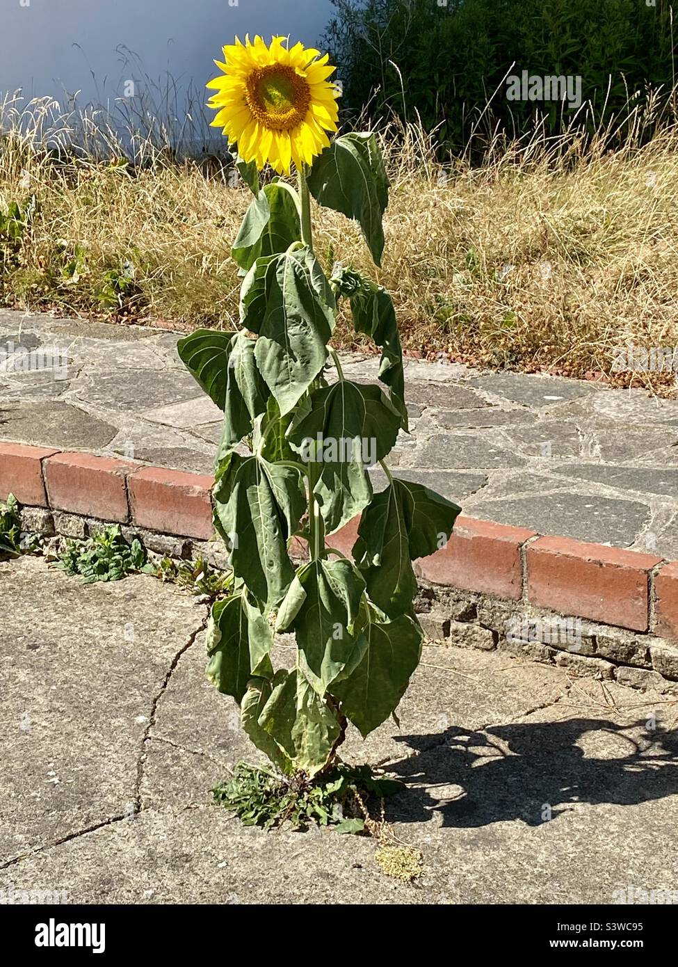 Sonnenblume wächst in einem Vorgarten Stockfoto