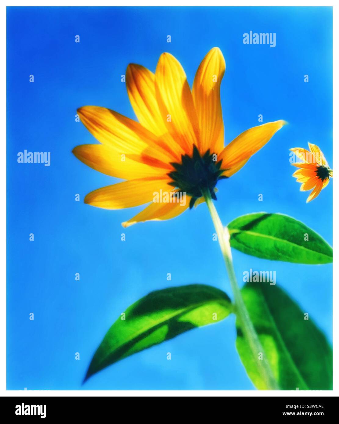 Gelbe Blume, blauer Himmel Stockfoto