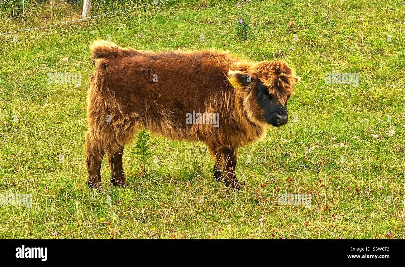 Highland Kalb in dorset - Smartphone-aufgenommenes Stockfoto
