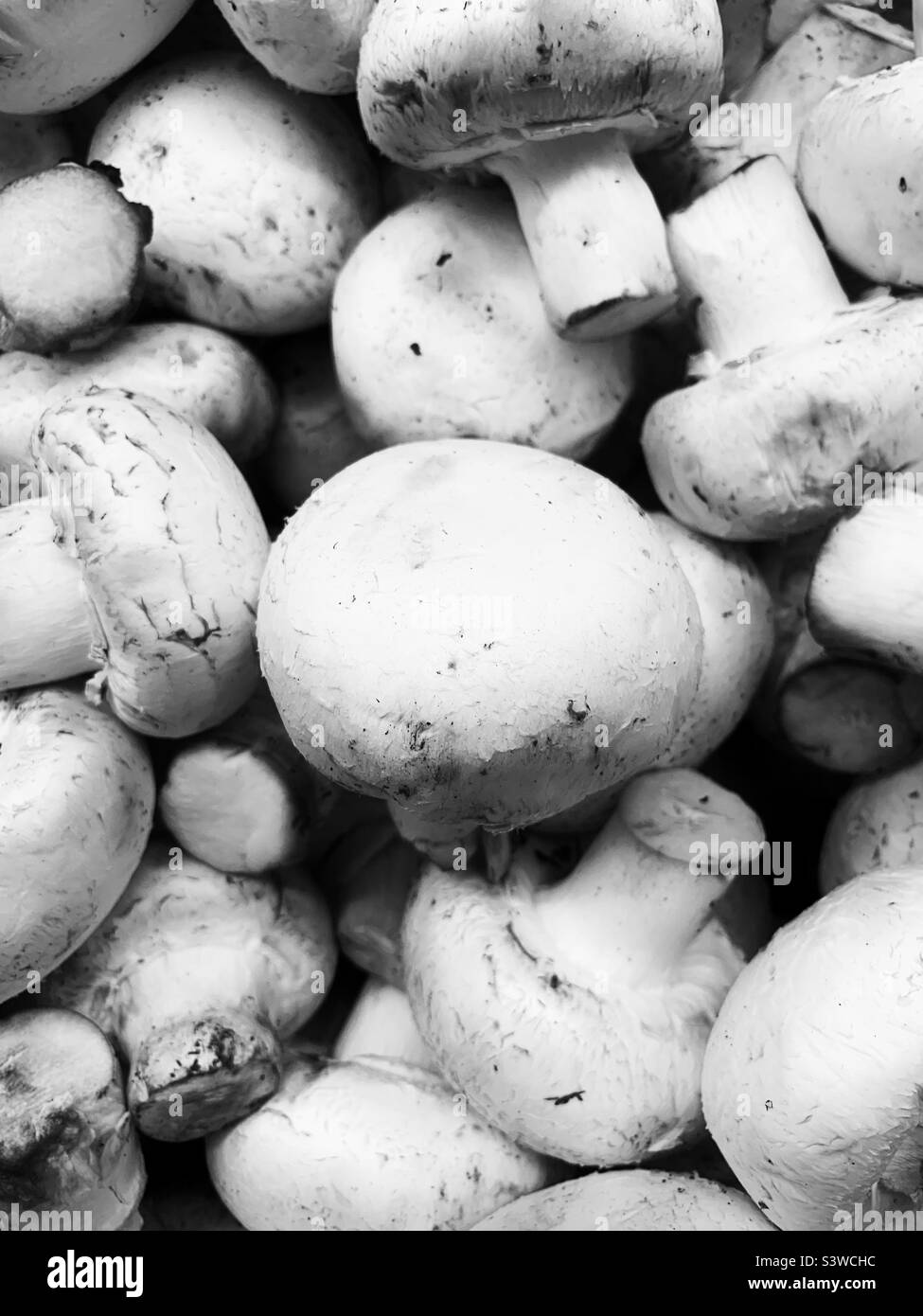 Köstliche frische weiße lose Pilze zum Verkauf in der Produktion in schwarz-weiß einfarbig. Stockfoto