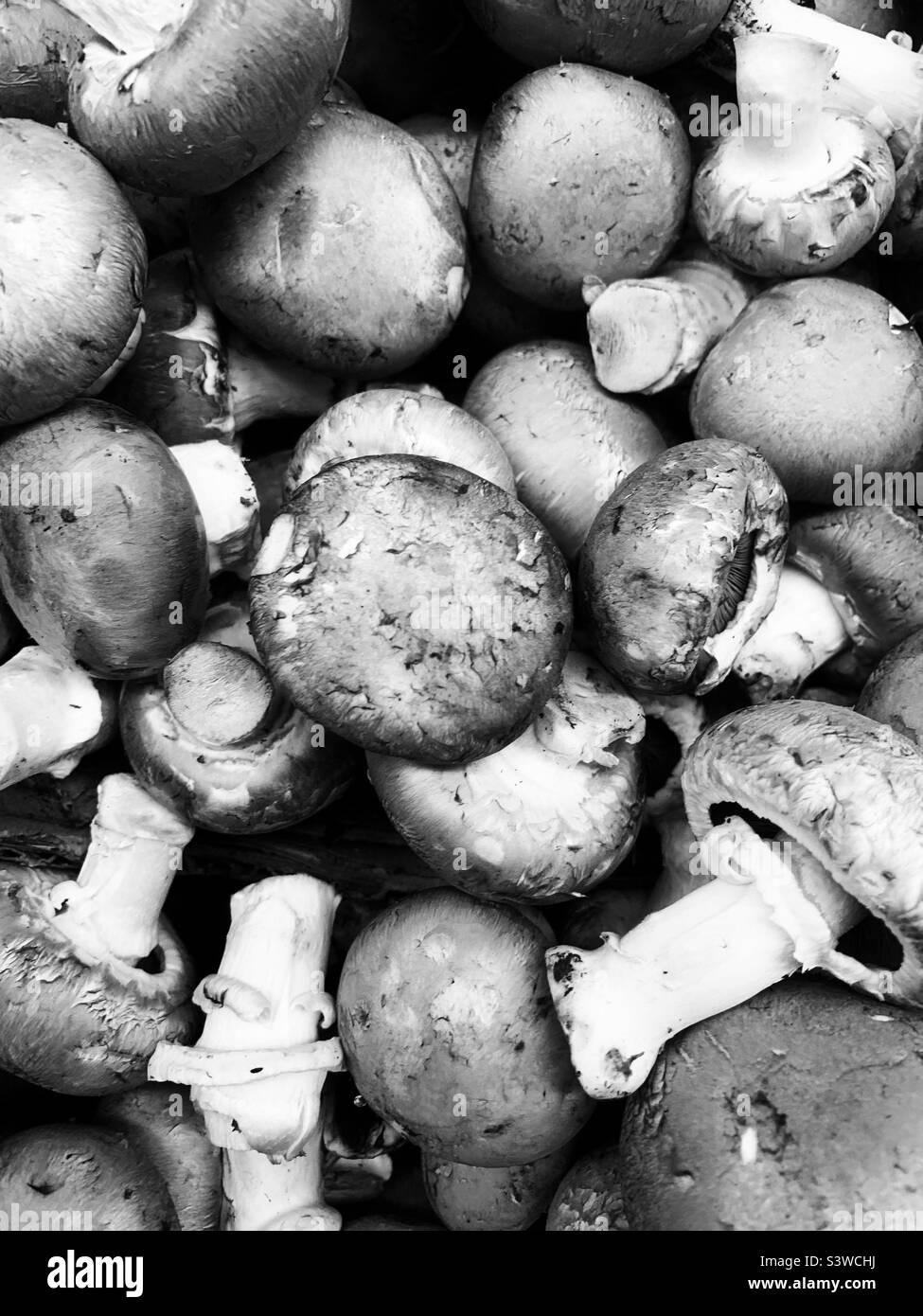 Köstliche frische weiße lose Pilze zum Verkauf in der Produktion in schwarz-weiß einfarbig. Stockfoto