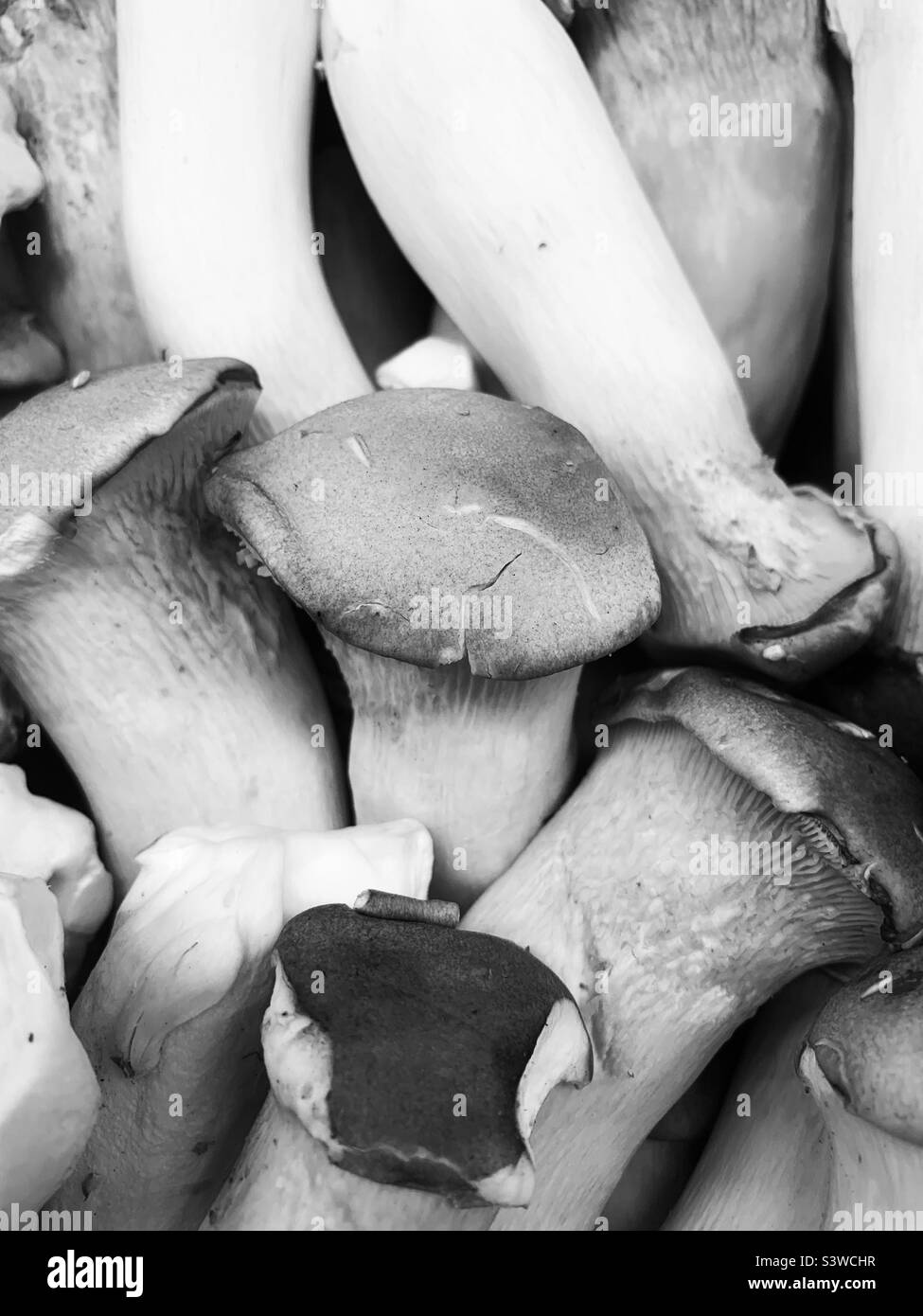 Köstliche frische Königsausternpilze zum Verkauf in der Produzabteilung in schwarz-weiß einfarbig. Stockfoto