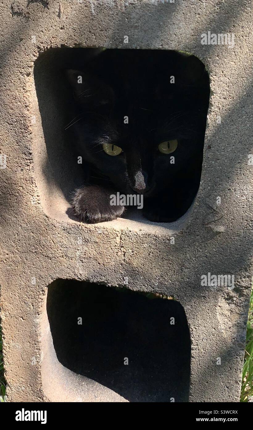 Schwarze Katze guckend durch die Öffnung eines Schlackenblocks Stockfoto